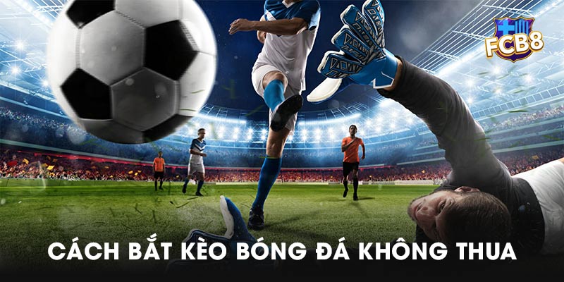Kỹ năng cơ bản cần chuẩn bị để chơi cá độ cá cược là gì?